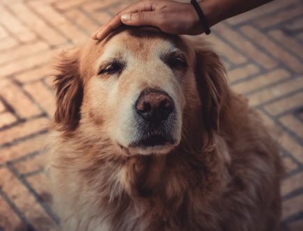 conseils avant d'adopter un chien