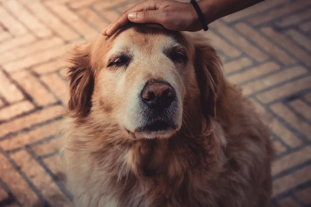 5 choses à savoir impérativement avant d'adopter un chien