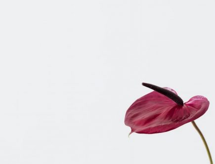 Les plantes purificatrices d'air