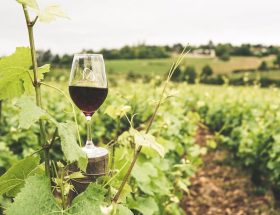 Découvrez l'Élixir des Côtes Roannaises une odyssée viticole à la Française