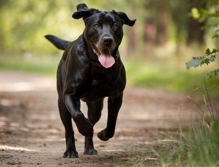 10 idées reçues sur les labradors mythe ou réalité
