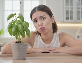 Mission basilic comment (enfin) le garder en vie plus d'une semaine chez soi !